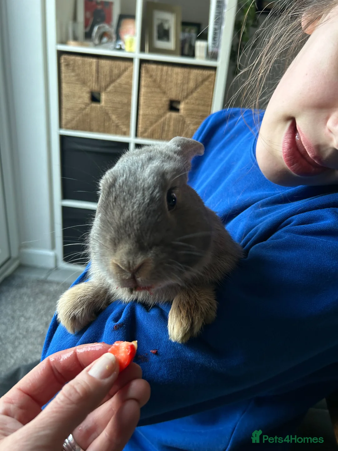 Mini Lop rabbits for sale: A Bonded Pair of Mini Lop Bunnies  - Advert 3