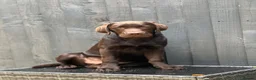 Labrador Retriever dogs for sale: Benji  - Advert 3