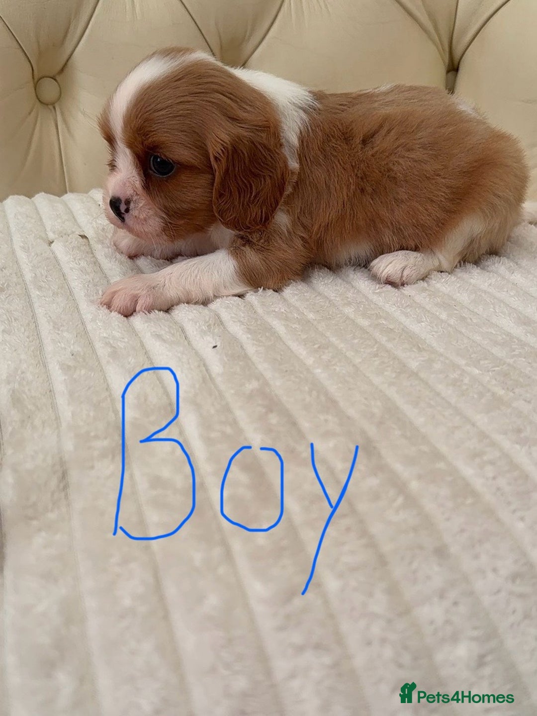 Cavalier King Charles Spaniel dogs for sale: 🐶 true miniature King Charles puppy’s 🐶 - Image 8