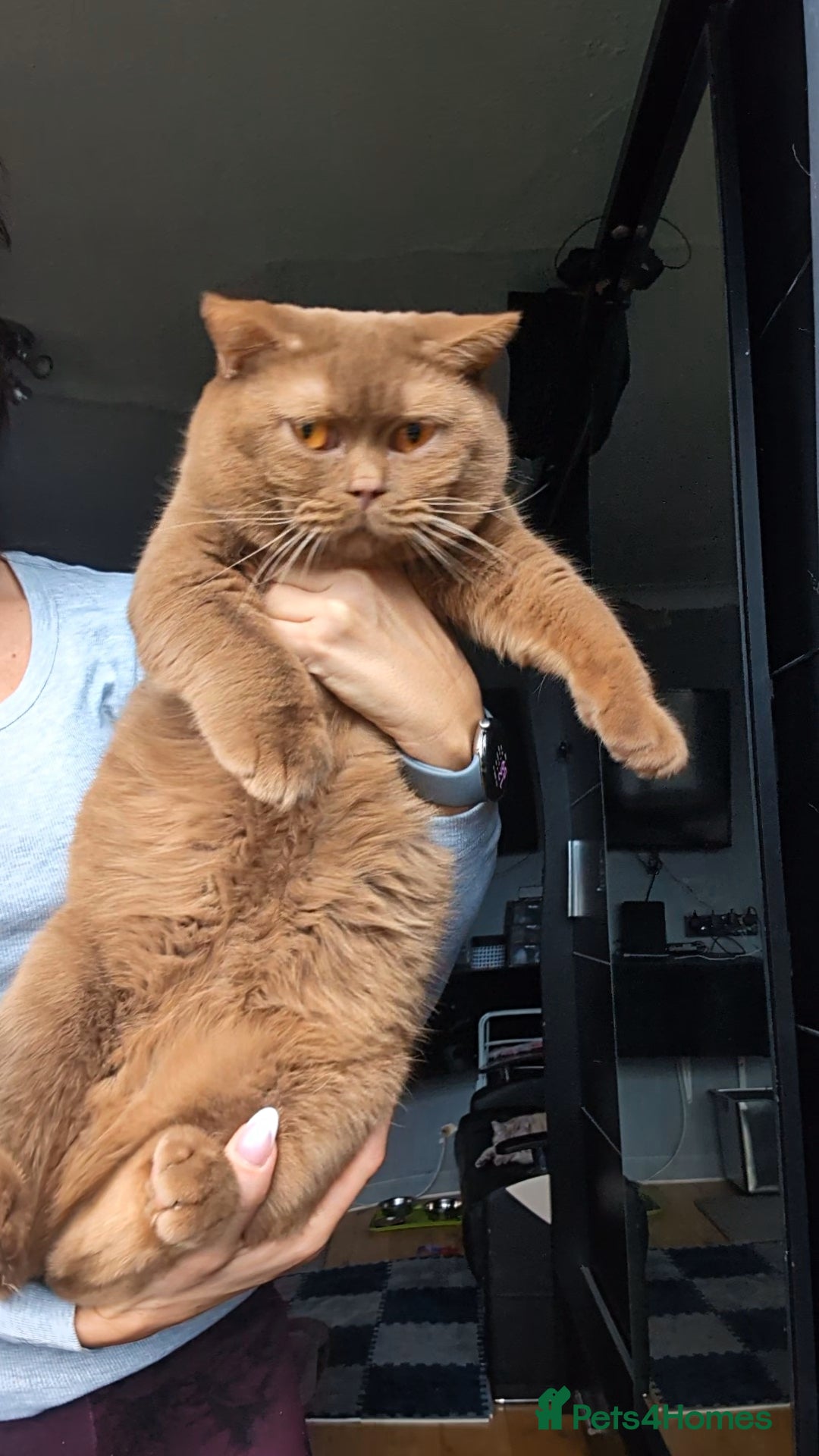 British Shorthair cats for stud: 💦CINNAMON🩸Blood B❣️GCCF & TICA 💙STUD only  - Advert 3