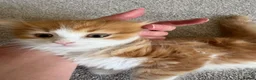 Mixed Breed cats for sale: Fluffy kittens finger and mixed  - Advert 4