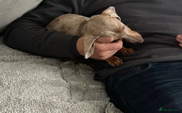 Miniature Dachshund dogs for sale: Isabella Miniture dachshund  - Image 3