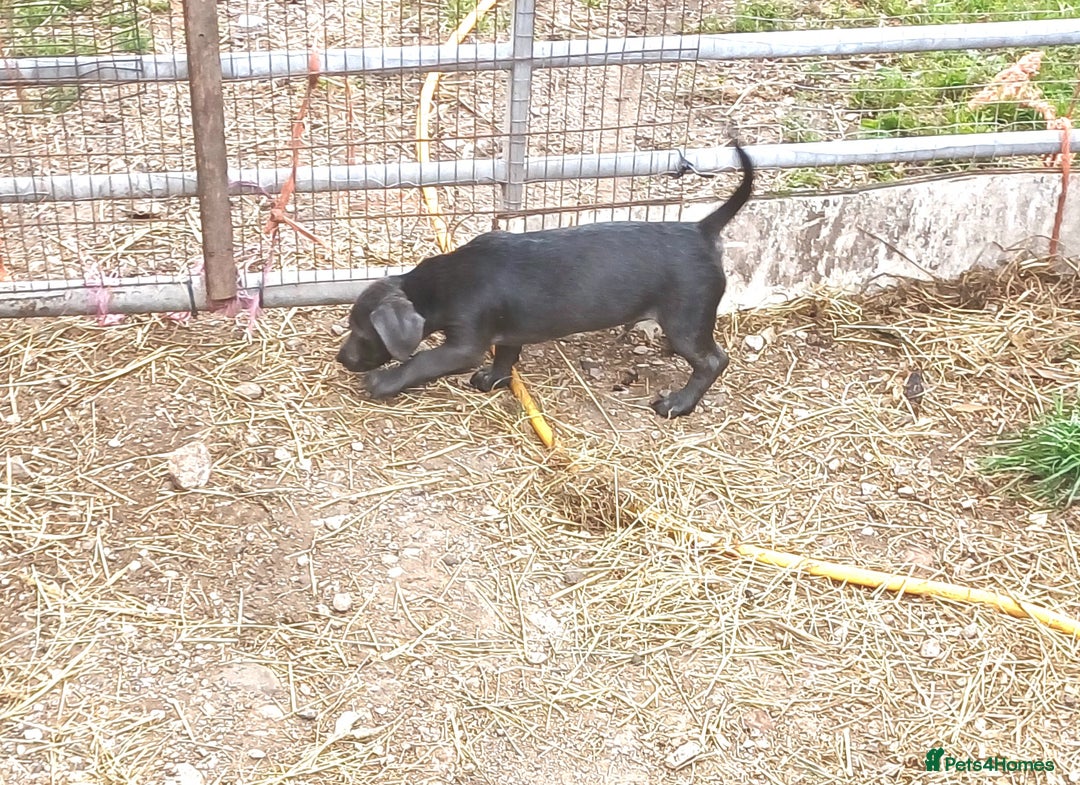Jack Russell dogs for sale: Adorable Markiejack puppies - Image 22
