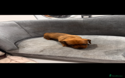 Dachshund dogs for sale: Dachshund/ long haired  - Image 6