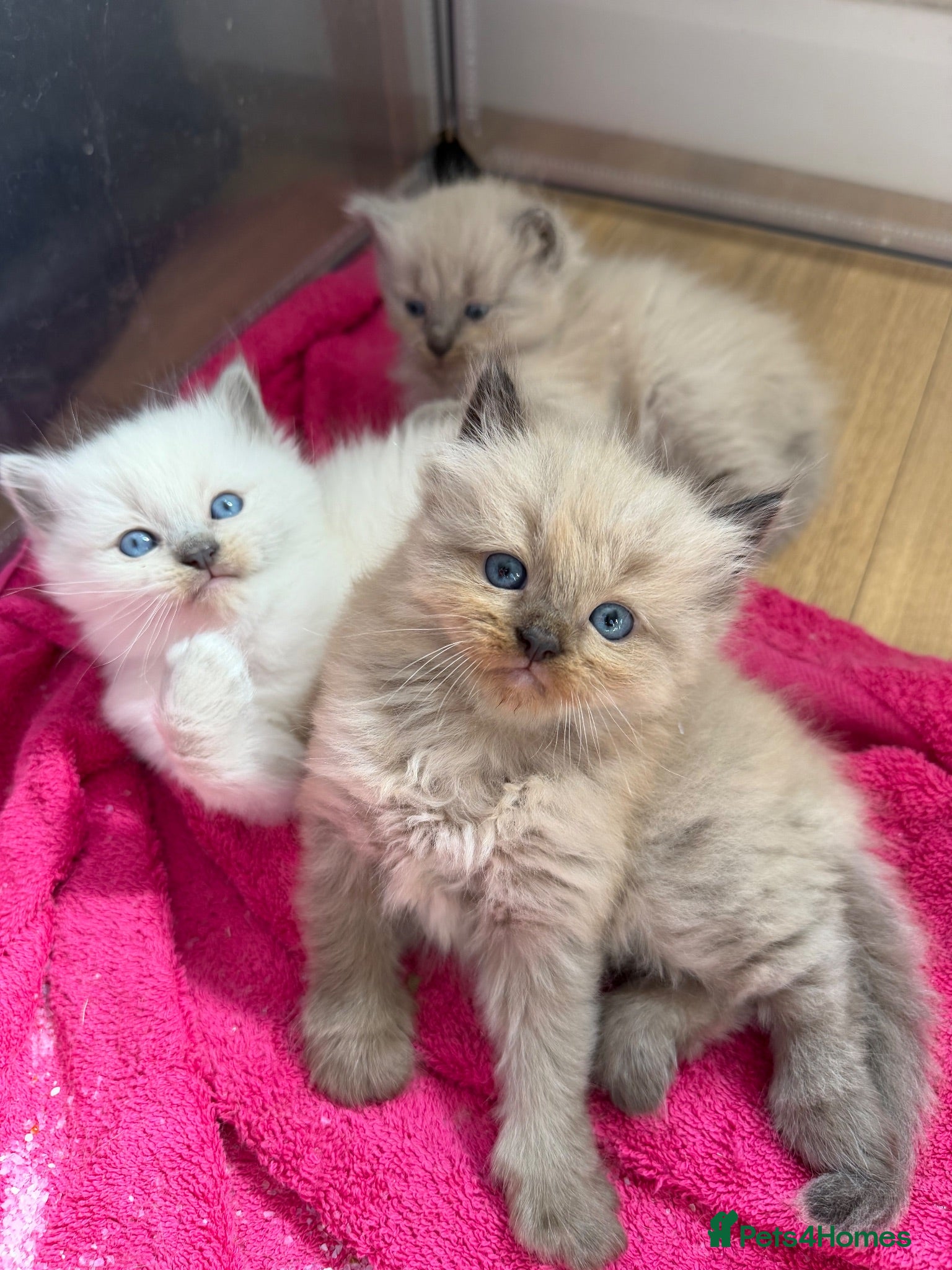 Ragdoll cats Beautiful Pure Ragdoll Kittens – 2 Boys & 1 Girl - Advert 1