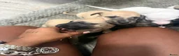 Whippet dogs for sale: Pure WHIPPET PUPPIES - Advert 32