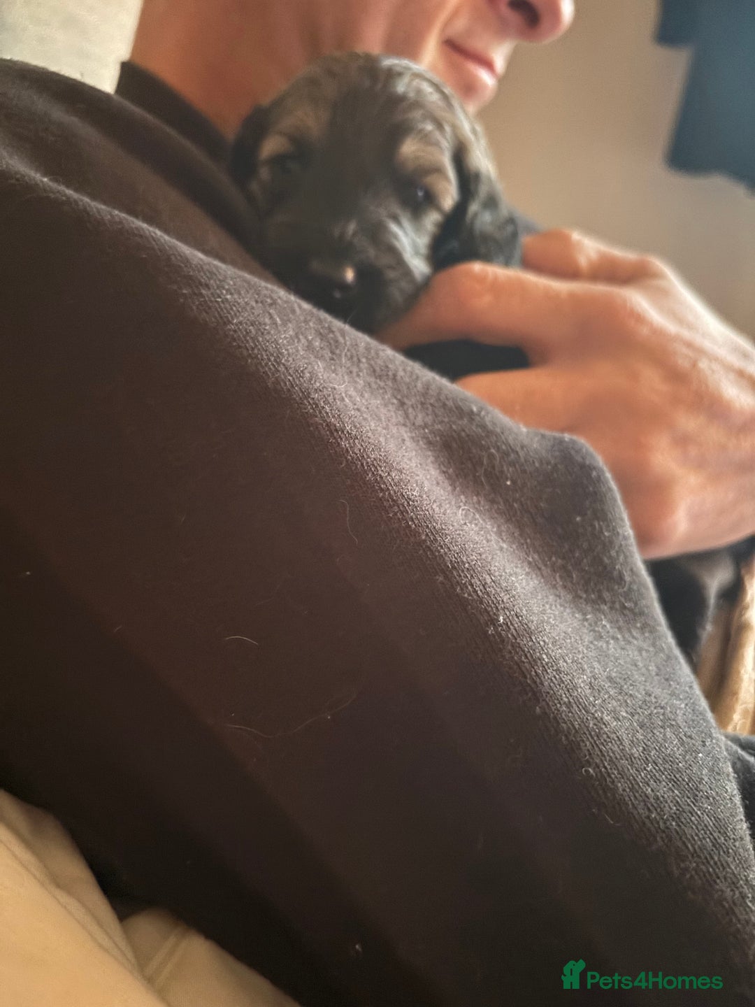 Schnoodle dogs for sale: Gorgeous schnoodle puppies  - Image 23