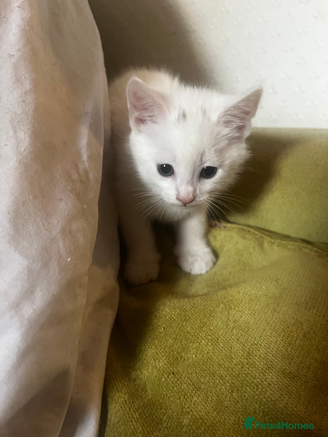 Domestic Shorthair cats for sale: Beautiful all white boy  - Image 2