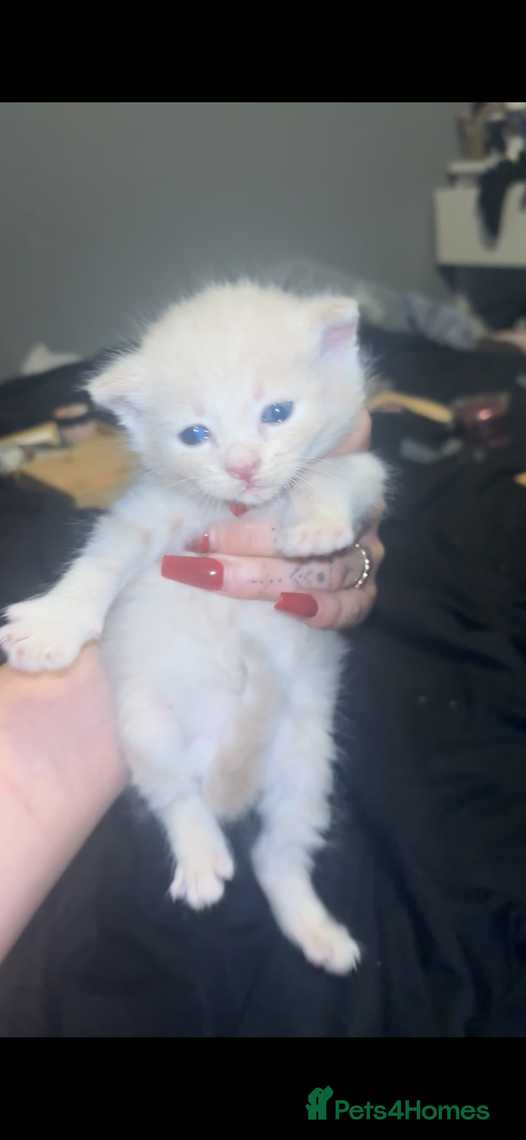 British Shorthair cats for sale: Cross British shorthair MALE ONLY ready!!!❌❌❌❌ - Image 11