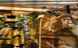 Finches birds for sale: Lots of different types of finches,DOVE PAIR  - Image 1