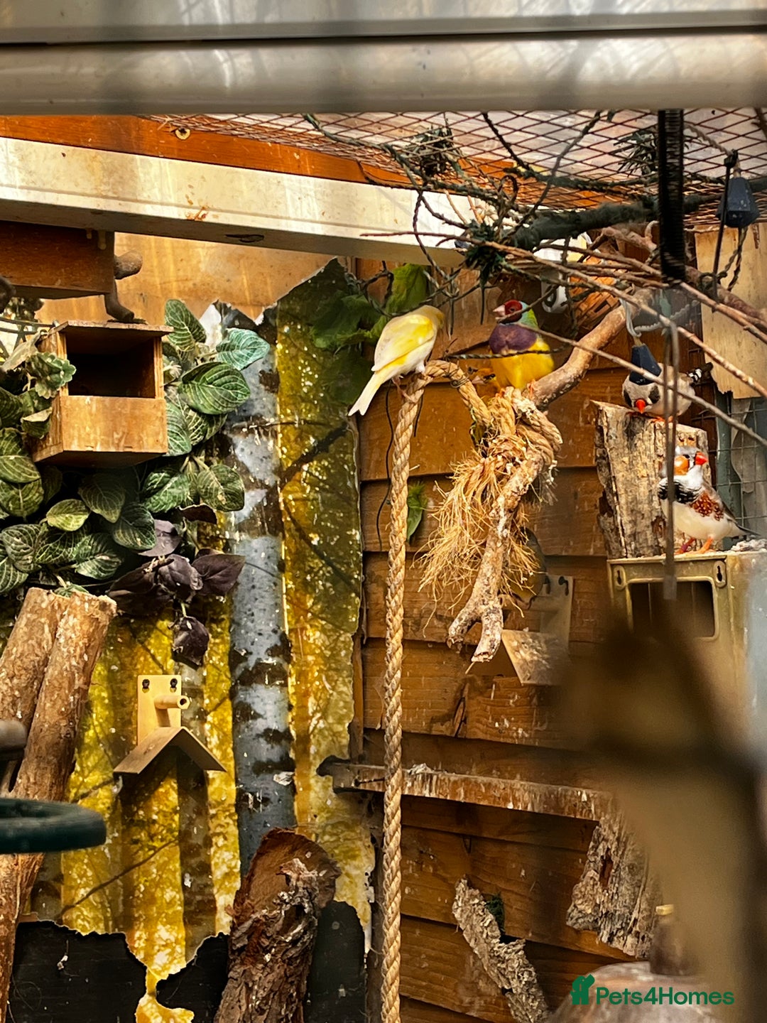 Finches birds for sale: Lots of different types of finches,DOVE PAIR  - Image 1