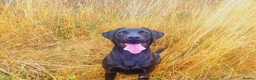 Labrador Retriever dogs for sale: Labrador retrievers  in Chesterfield - Advert 13