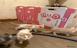 Maine Coon cats for sale: Half Maine coon kittens  - Image 8