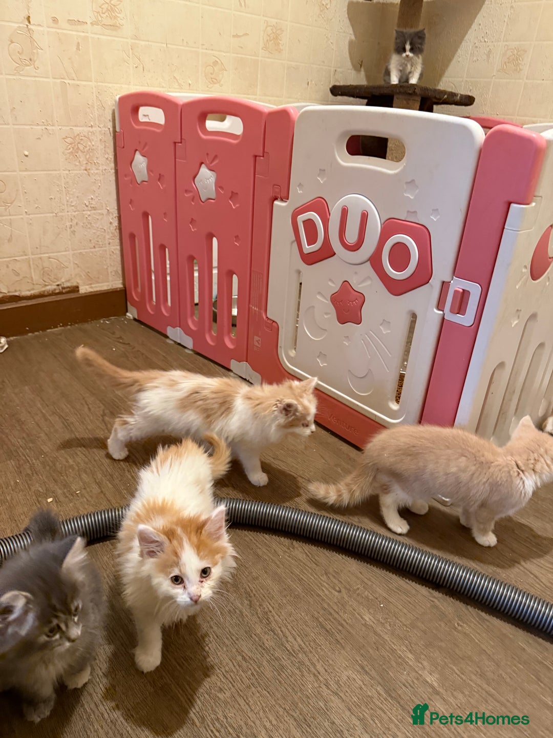 Maine Coon cats for sale: Half Maine coon kittens  - Image 8