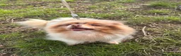 Pomeranian dogs for adoption: Rescue Pomeranian that has so much love to give - Advert 4