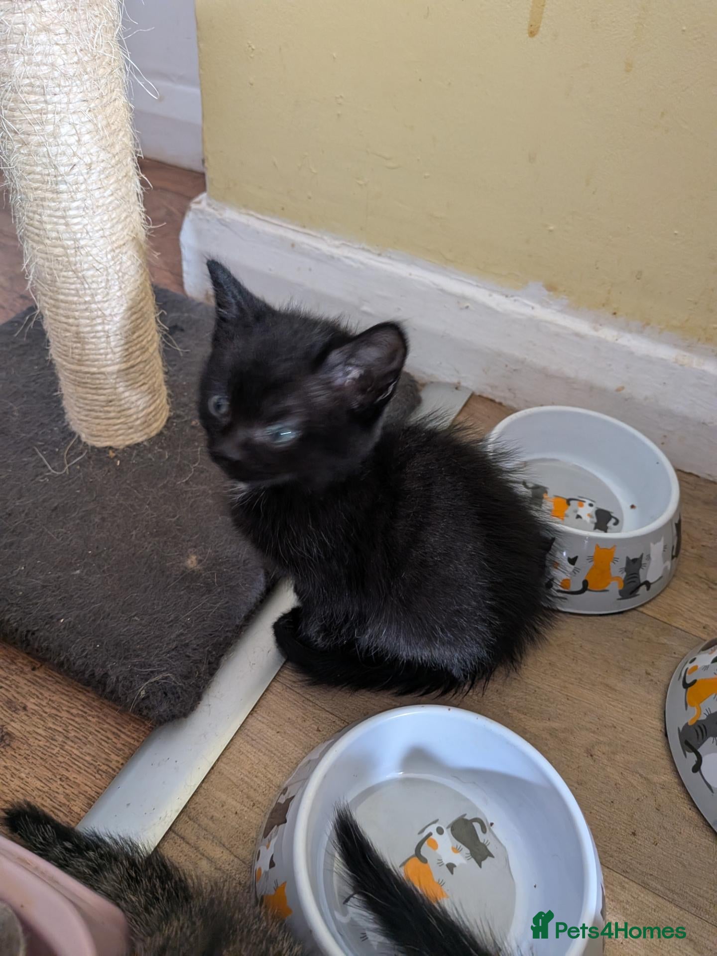 Mixed Breed cats One black kitten for sale  - Advert 1