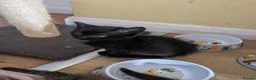 Mixed Breed cats for sale: One black kitten for sale  - Advert 1