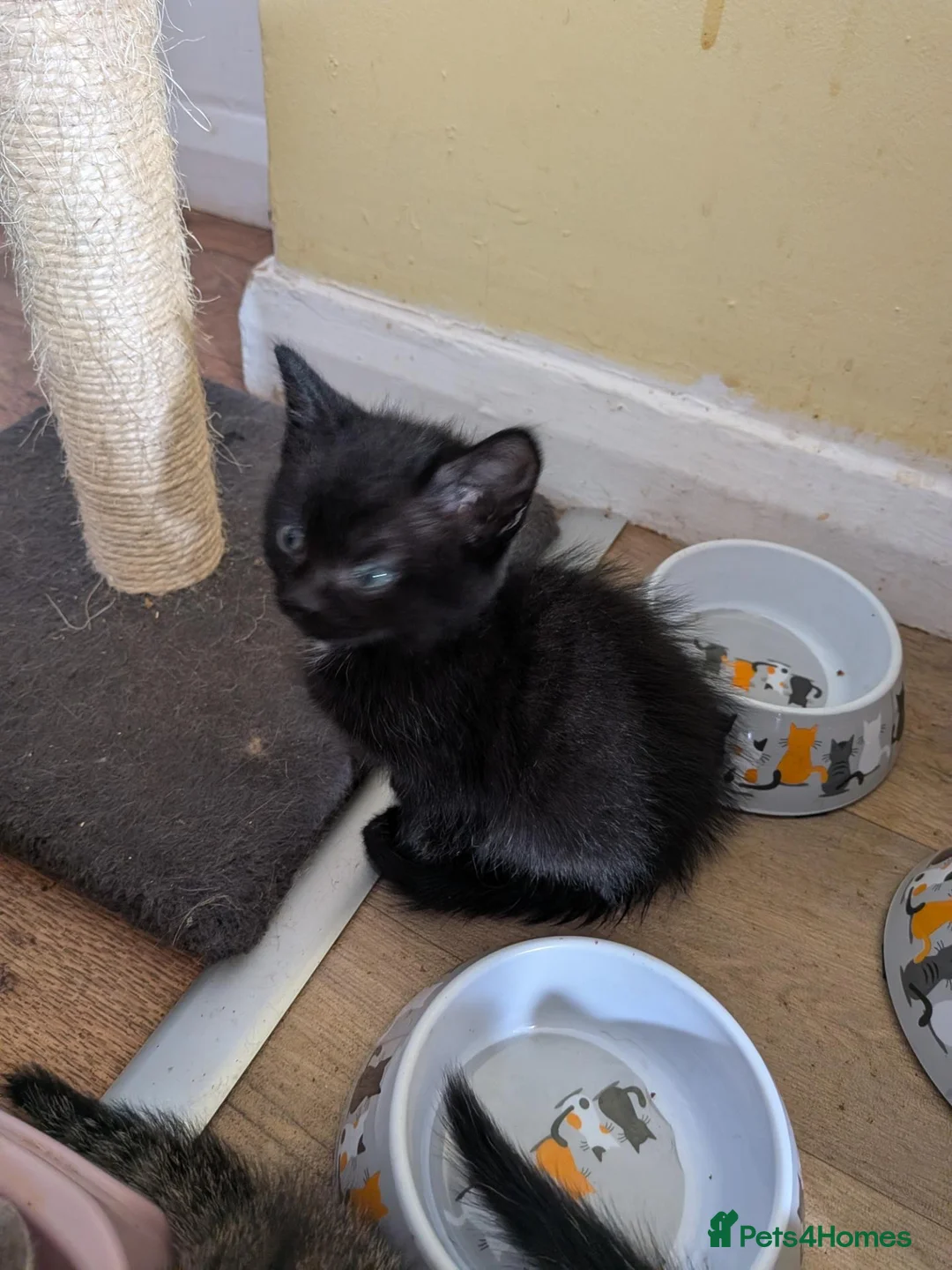 Mixed Breed cats for sale: One black kitten for sale  - Advert 1