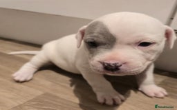 American Bull Staffy dogs for sale: Stunning litter of American bull x staffy puppys  - Advert 6