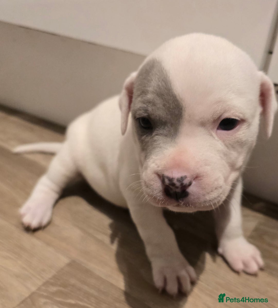 American Bull Staffy dogs for sale: Stunning litter of American bull x staffy puppys  - Advert 6