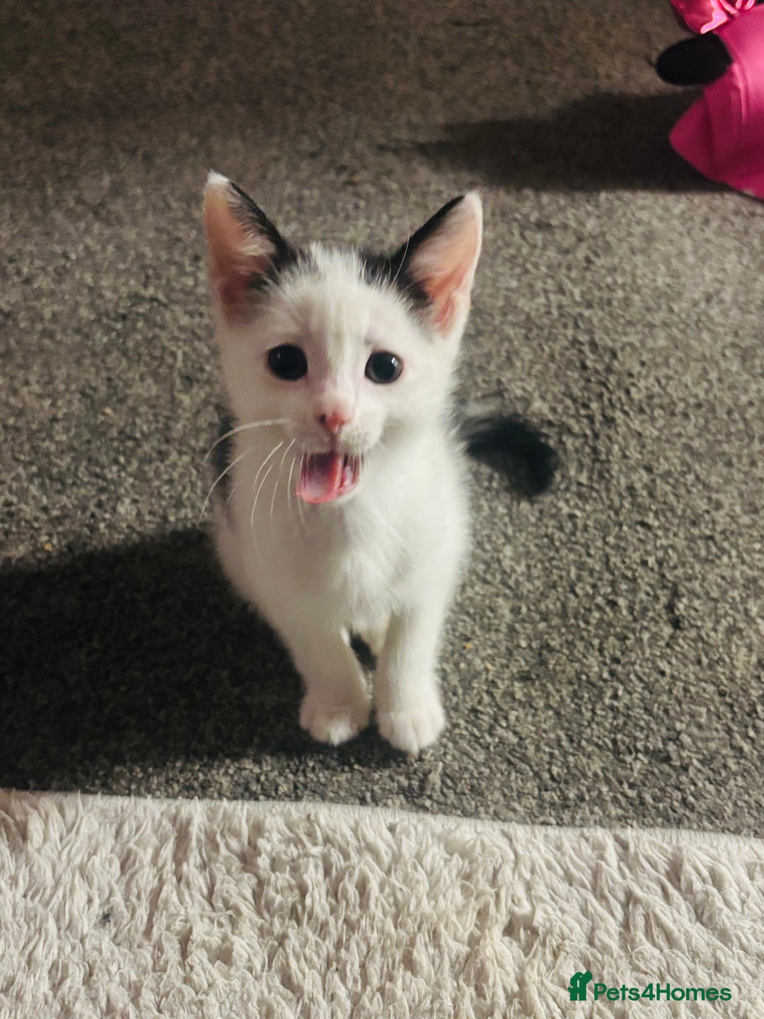 Mixed Breed cats for sale: 1 male kitten left! Ready to go❤️ - Advert 4