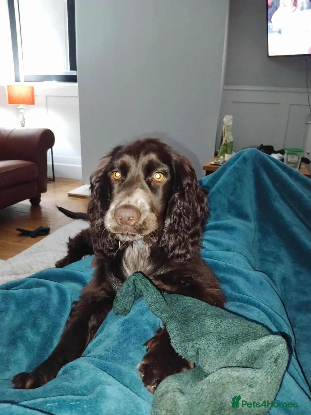 American Cocker Spaniel dogs for sale: Cocker spaniel Coco in Liverpool - Advert 1