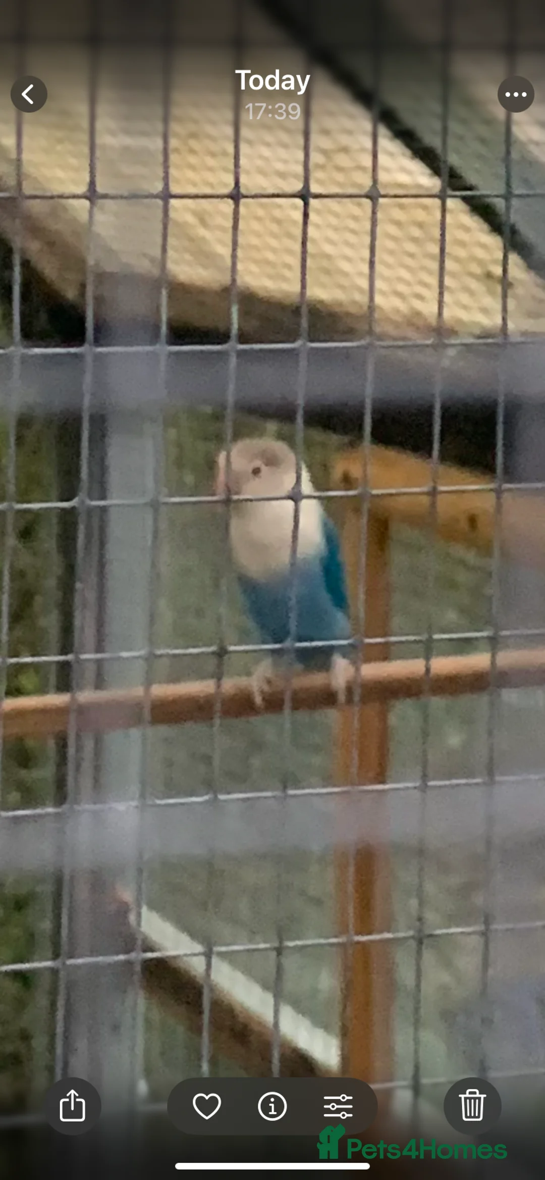 Lovebirds birds for sale: Fischer Love bird in Christchurch - Advert 2