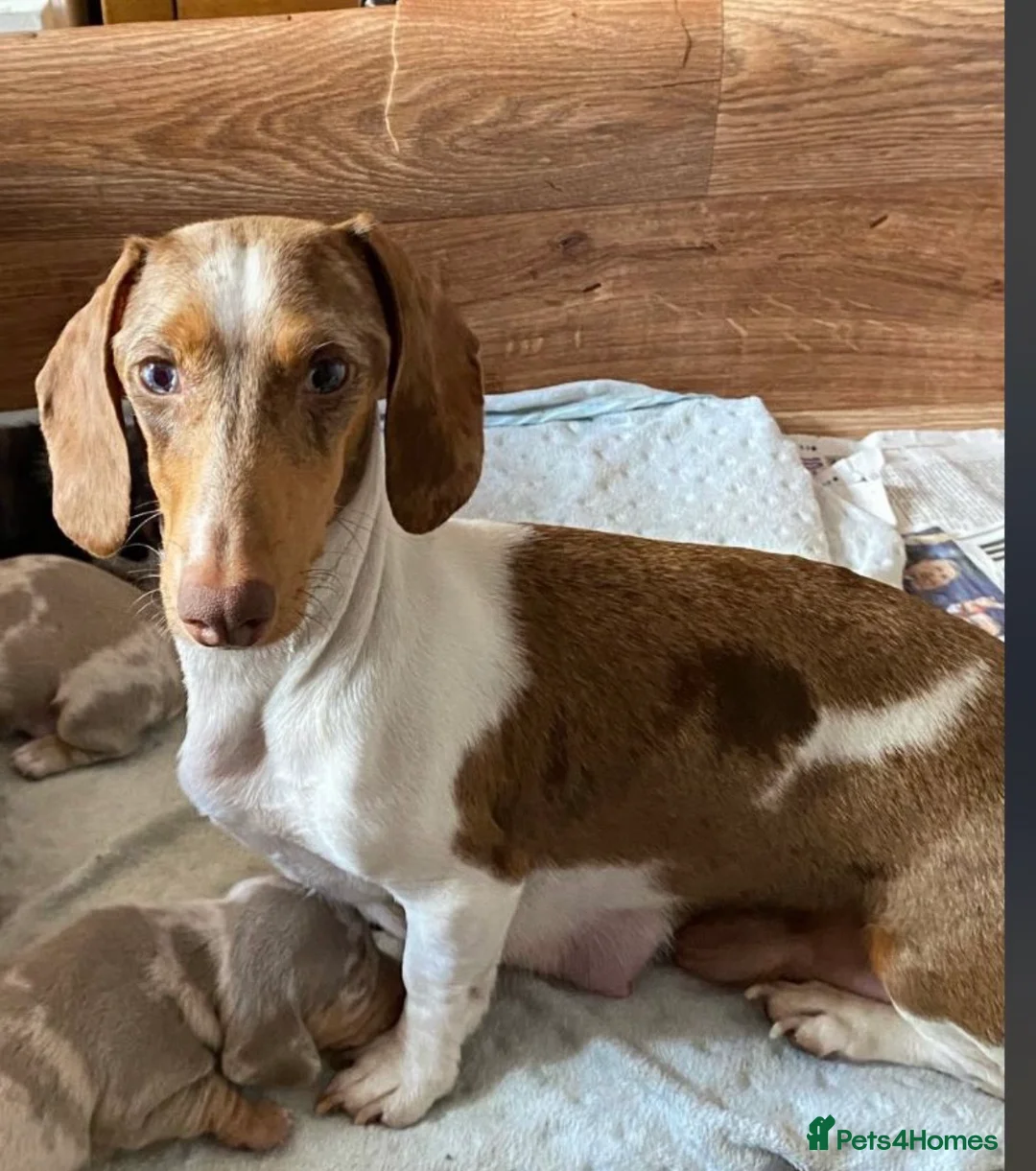 Miniature Dachshund dogs for sale: Beautiful KC Registered Minature Dachshunds  in Portsmouth - Advert 1