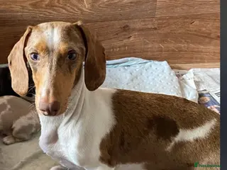 Miniature Dachshund dogs Beautiful KC Registered Minature Dachshunds in Portsmouth - Advert 1