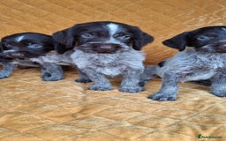 German Wirehaired Pointer dogs for sale: Quality German wirehaired pointer pups. - Image 19