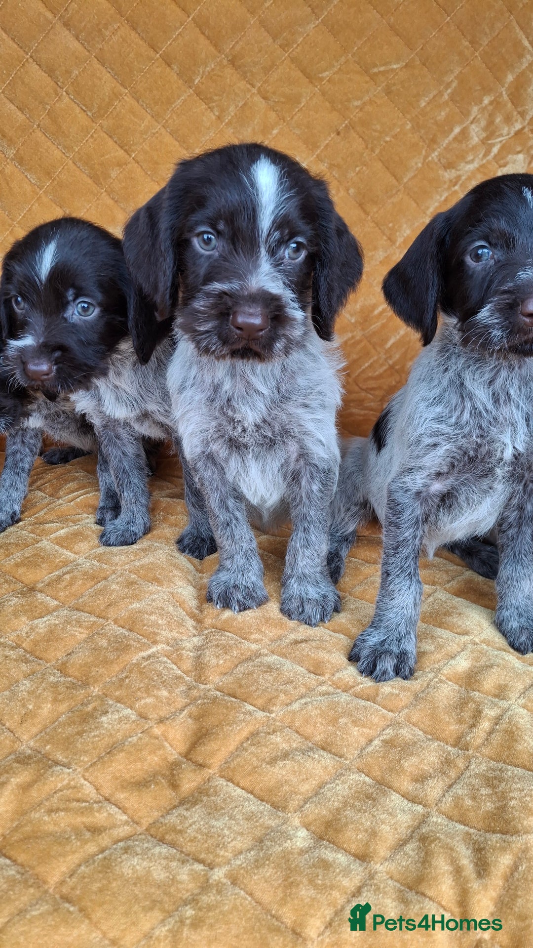 German Wirehaired Pointer dogs for sale: Quality German wirehaired pointer pups. - Image 19
