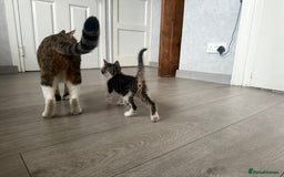 Mixed Breed cats for sale: Three beautiful kittens  - Image 15
