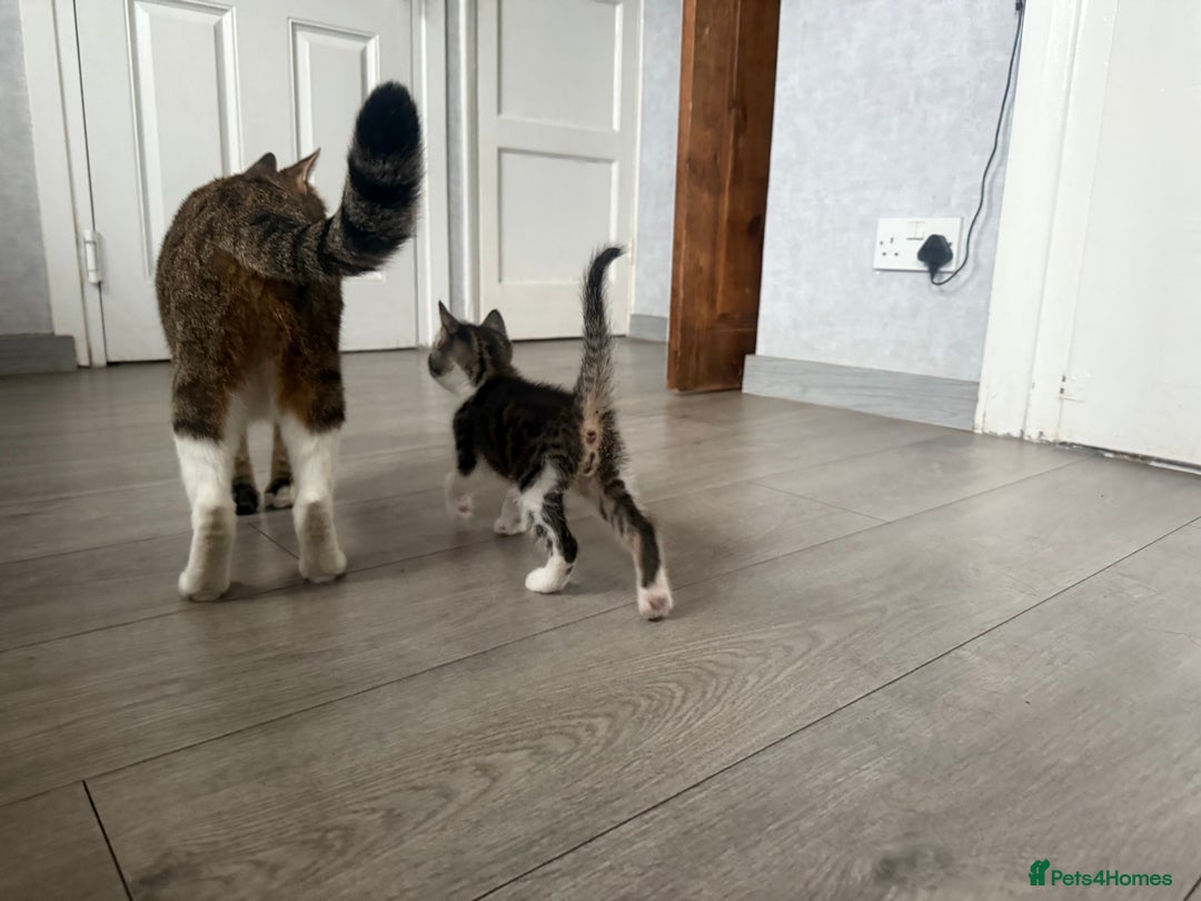 Mixed Breed cats for sale: Three beautiful kittens  - Image 15
