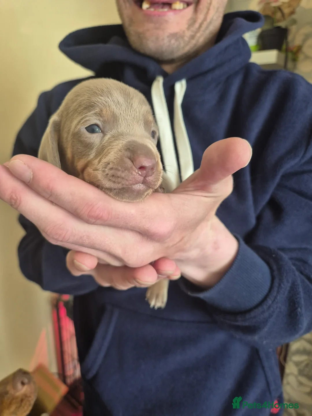 Dachshund dogs for sale: Mini dauchounds for sale. in Wolverhampton - Advert 4