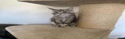 Maine Coon cats for sale: MAINE COON KITTENS - Advert 3