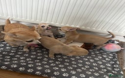 Chihuahua dogs for sale: Chihuahua puppies male 3 pupies available - Image 5