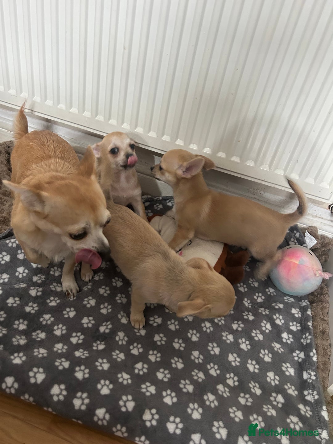 Chihuahua dogs for sale: Chihuahua puppies male 3 pupies available - Image 5