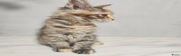 Maine Coon cats for sale: Mainecoon kittens tica registered  - Advert 9