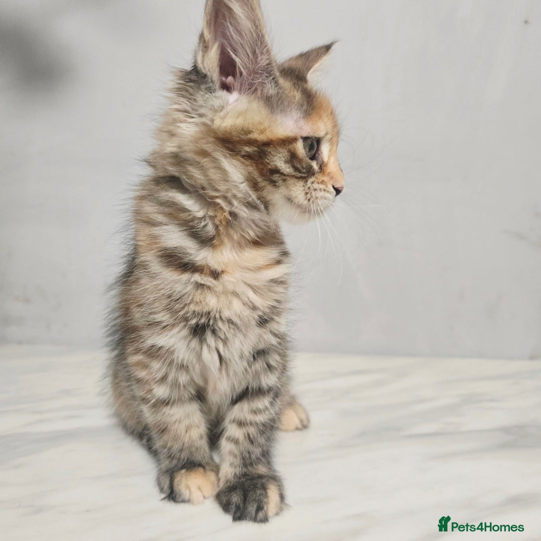 Maine Coon cats for sale: Mainecoon kittens tica registered  - Advert 9