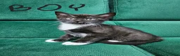 Mixed Breed cats for sale: Kittens ready for new home  - Advert 7