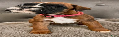 Boxer Puppy 8