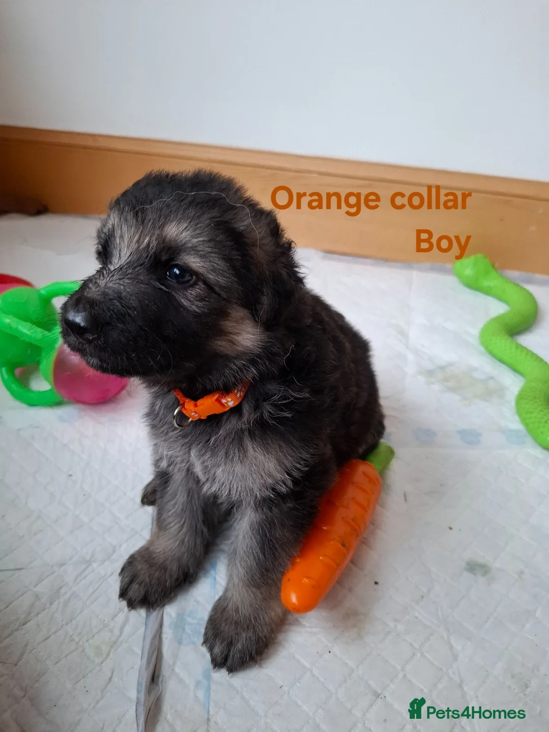 German Shepherd dogs for sale: K.C german shepherd puppies - Advert 13