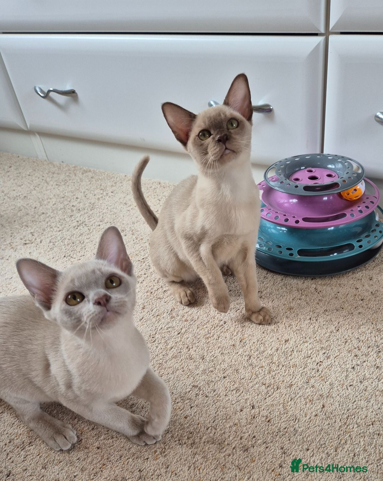 Burmese cats Pedigree Burmese Kittens - Advert 3