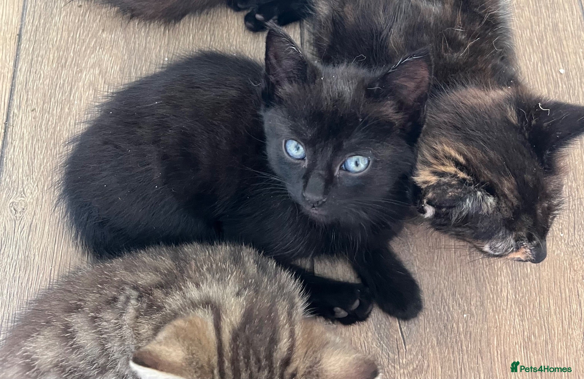 Mixed Breed cats 1 kitten remaining - Advert 8
