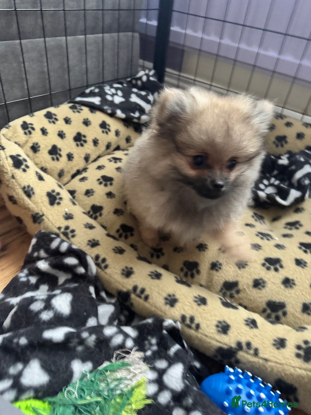 Pomeranian dogs for sale: ❤️Beautiful Pomeranian puppies❤️ - Advert 5