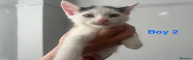 Domestic Shorthair 2