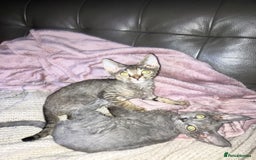 Devon Rex cats for sale: GCCF Registered Pedigree Devon Rex Kittens ❤️ in Leeds - Image 38