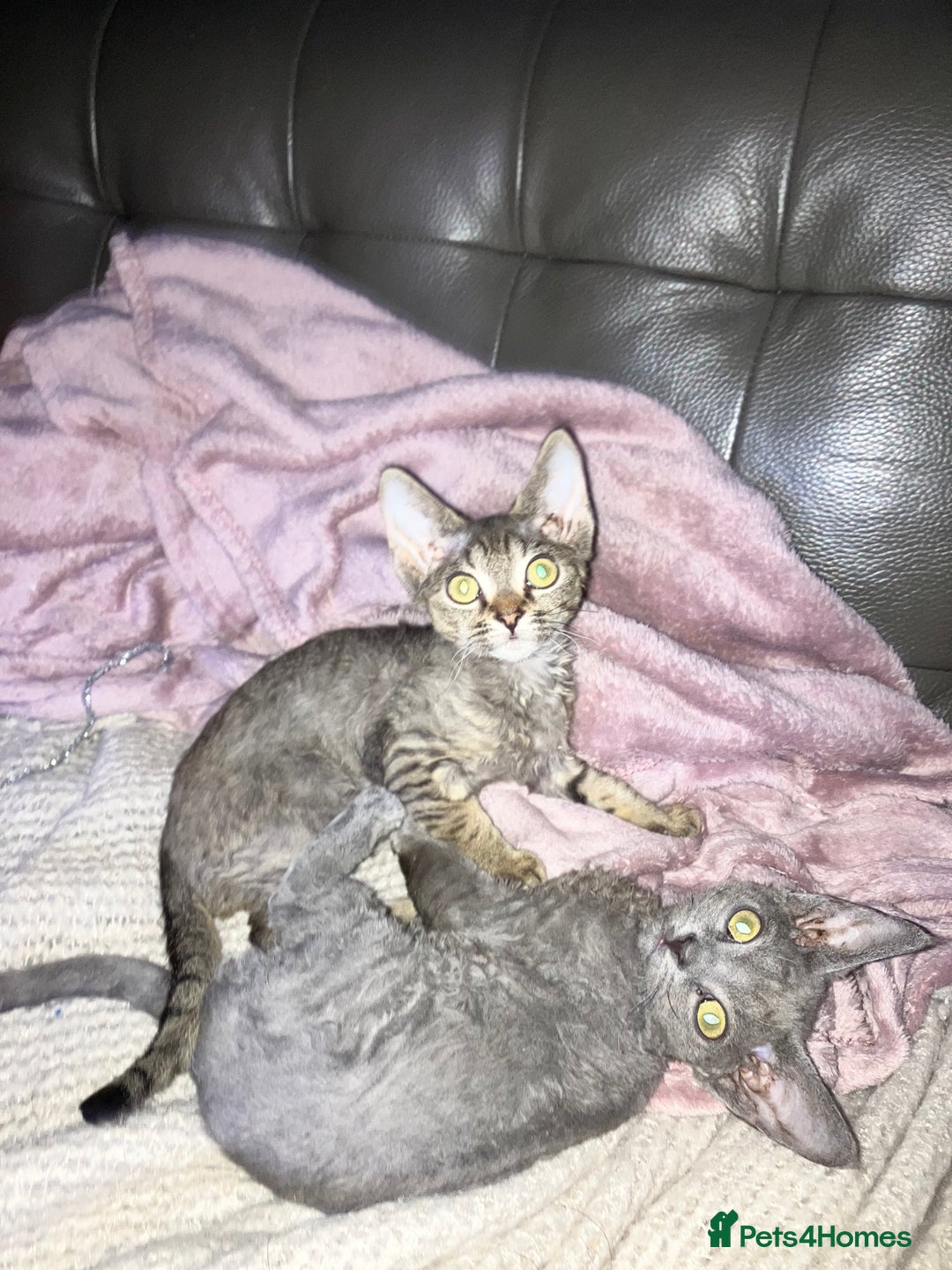 Devon Rex cats for sale: GCCF Registered Pedigree Devon Rex Kittens ❤️ in Leeds - Image 38