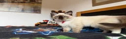 Ragdoll cats for sale: Ragdoll Kittens for Sale - Advert 31