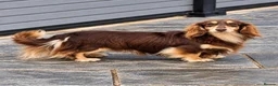 Miniature Dachshund dogs for stud: Miniature Longhaired Chocolate and Cream Stud - Advert 2